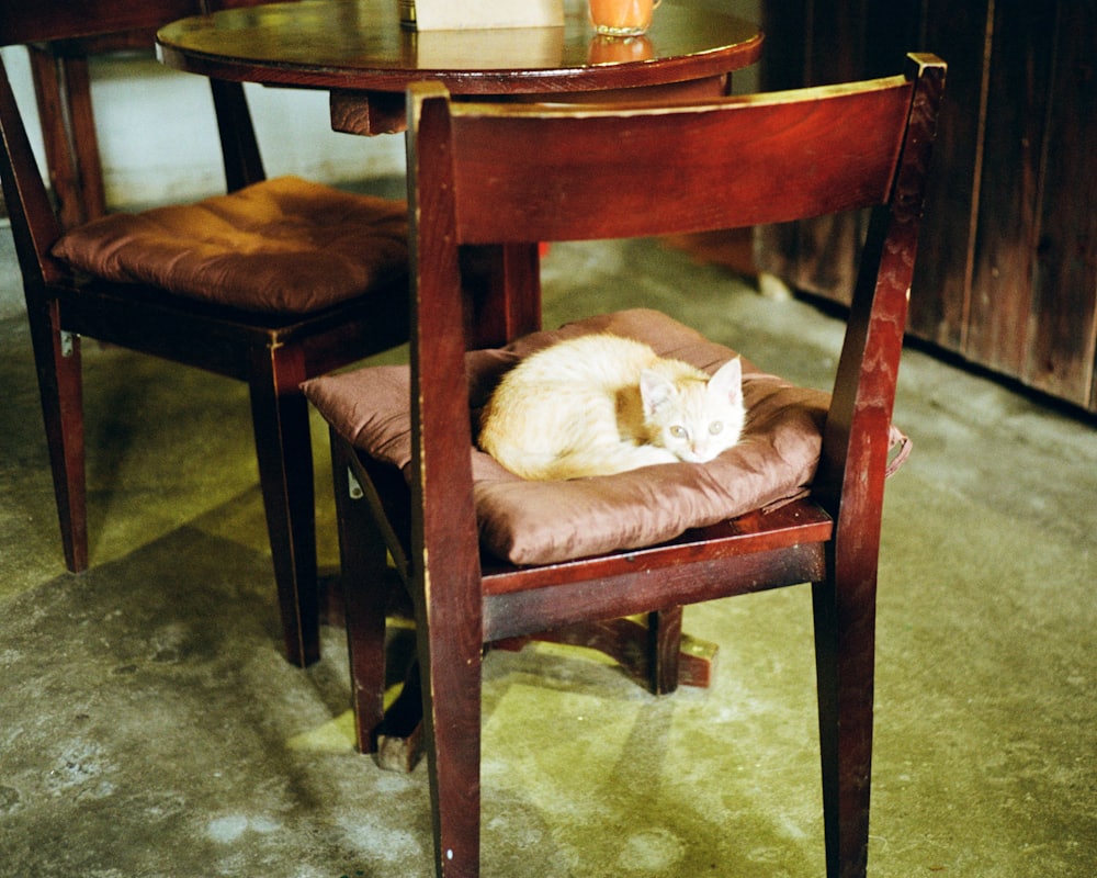 カフェの椅子のクッションで丸くなって眠る猫