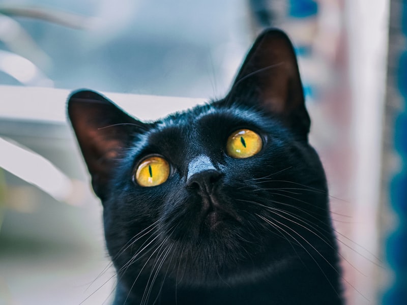 金色の瞳で見上げる黒猫、くろまめ