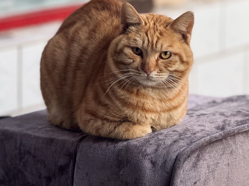 クッションの上で丸くなる茶トラの猫、みかん