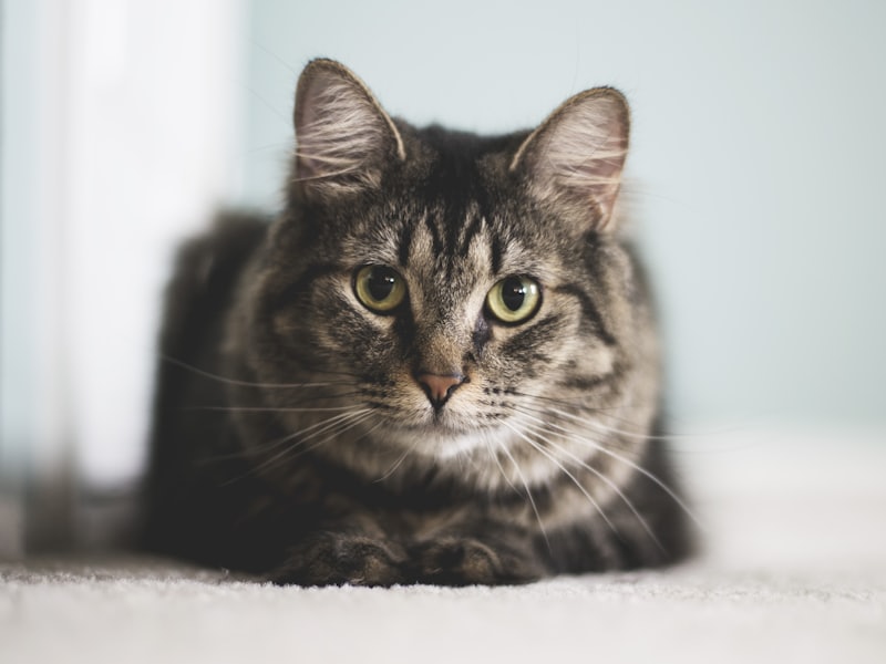 こちらをじっと見つめるサバトラの猫、さば