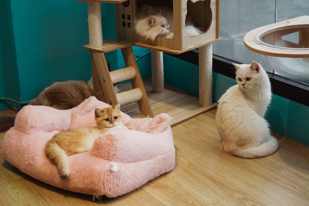 キャットタワーやベッドでくつろぐ猫たちのいる店内